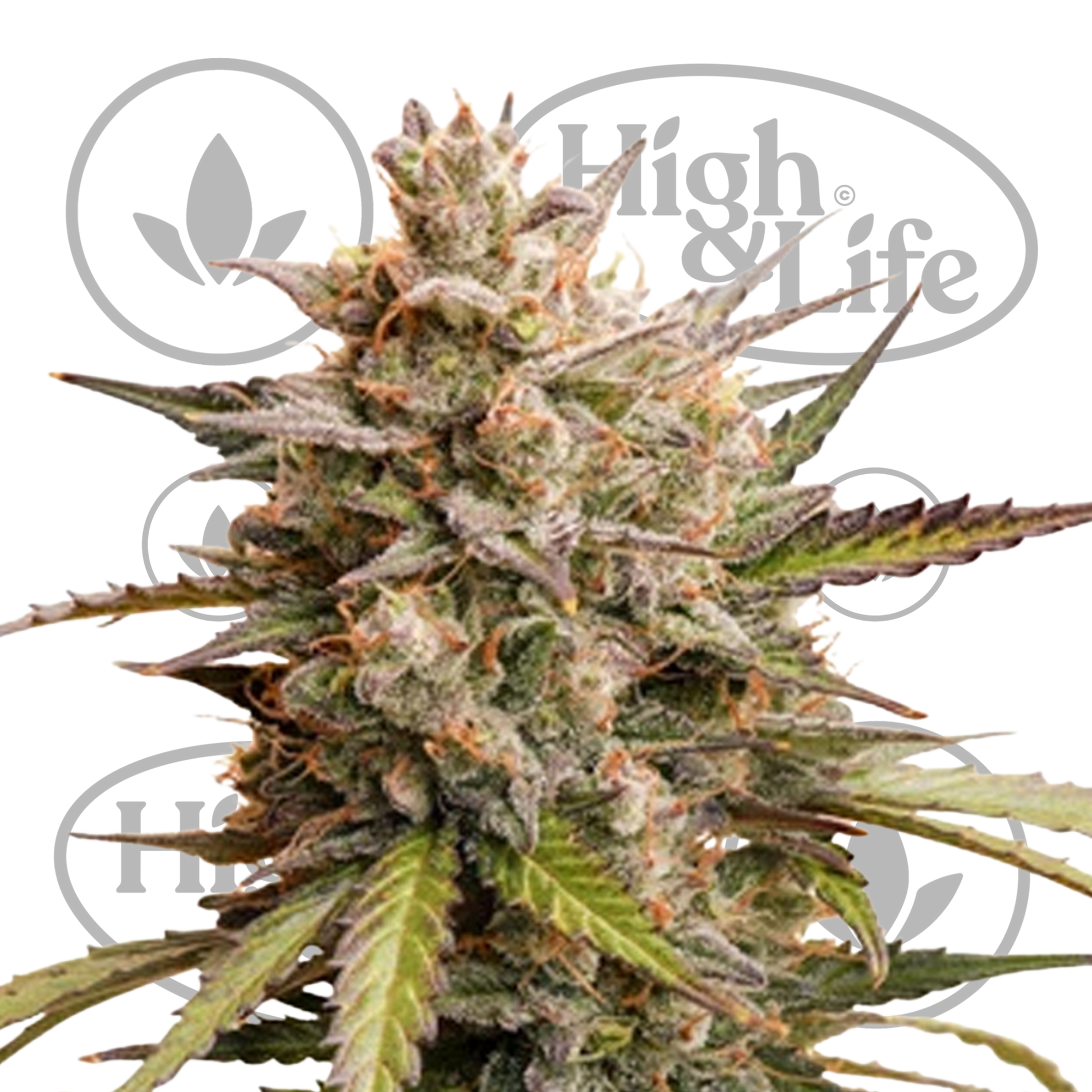 Osta Melonade Runtz Auto kannabiksen siemenet High & Life Storesta