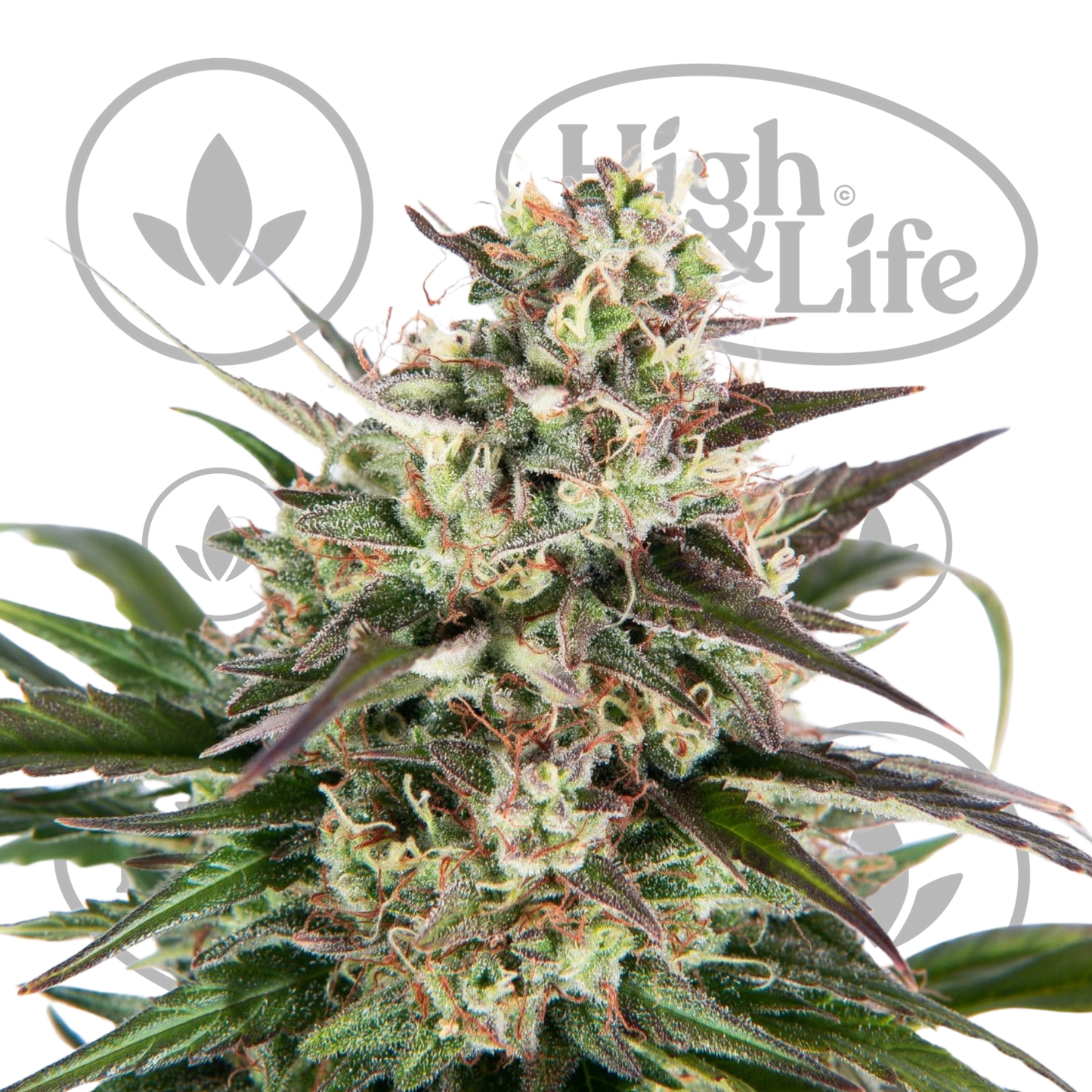 Osta Copenhagen Amnesia OG Auto kannabiksen siemenet High & Life Storesta