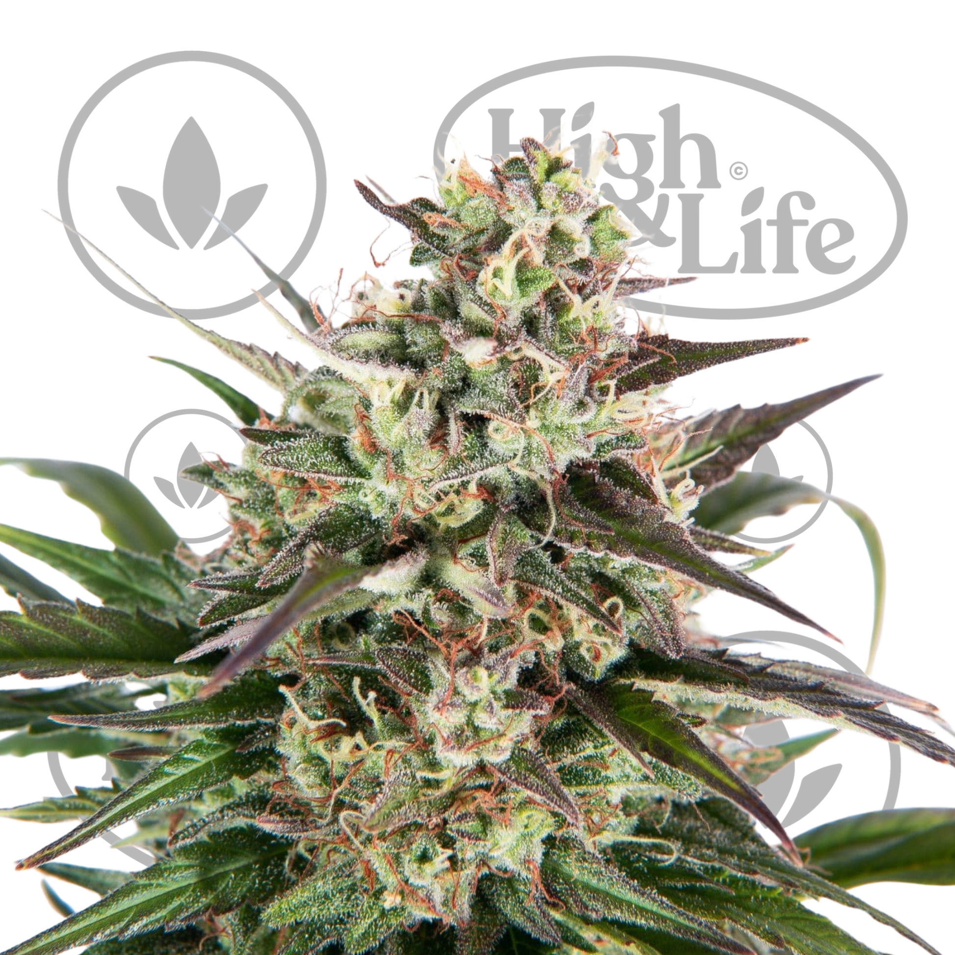 Osta Copenhagen Amnesia OG Auto kannabiksen siemenet High & Life Storesta