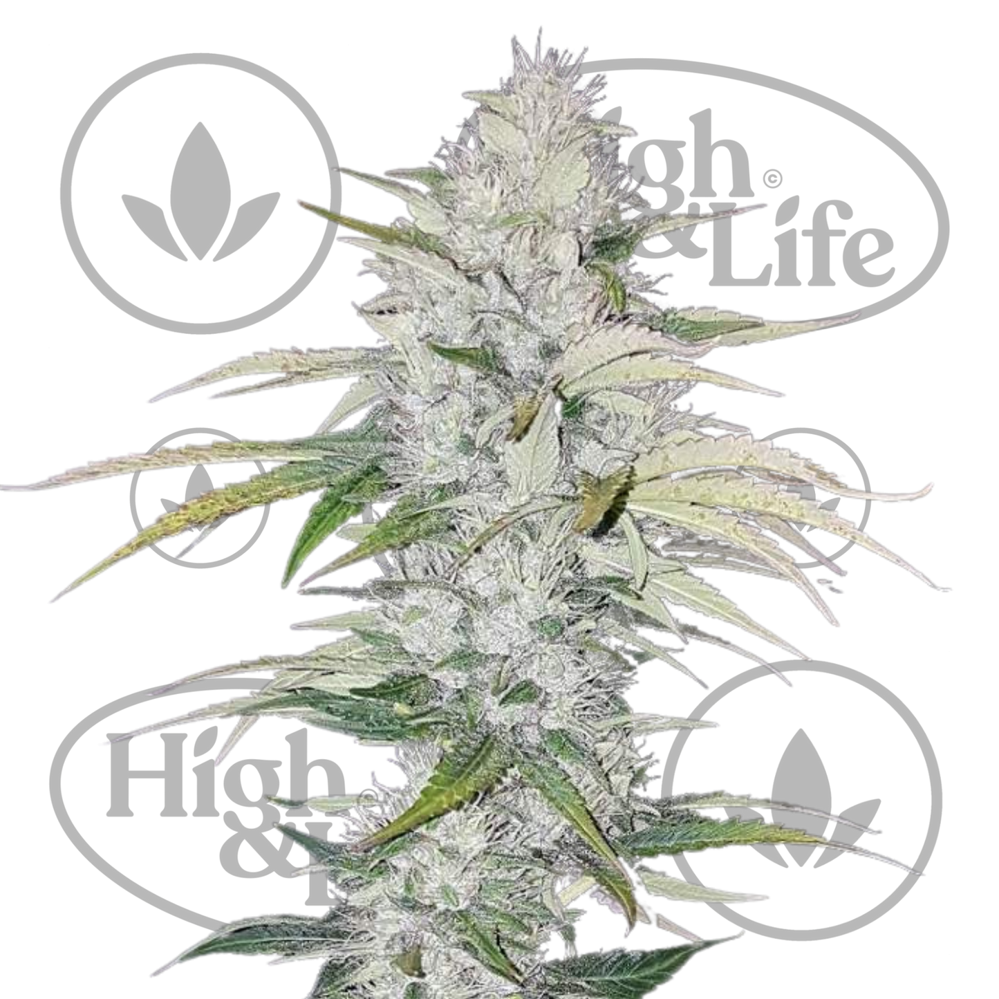 Osta Critical 2.0 Auto kannabiksen siemenet High & Life Storesta
