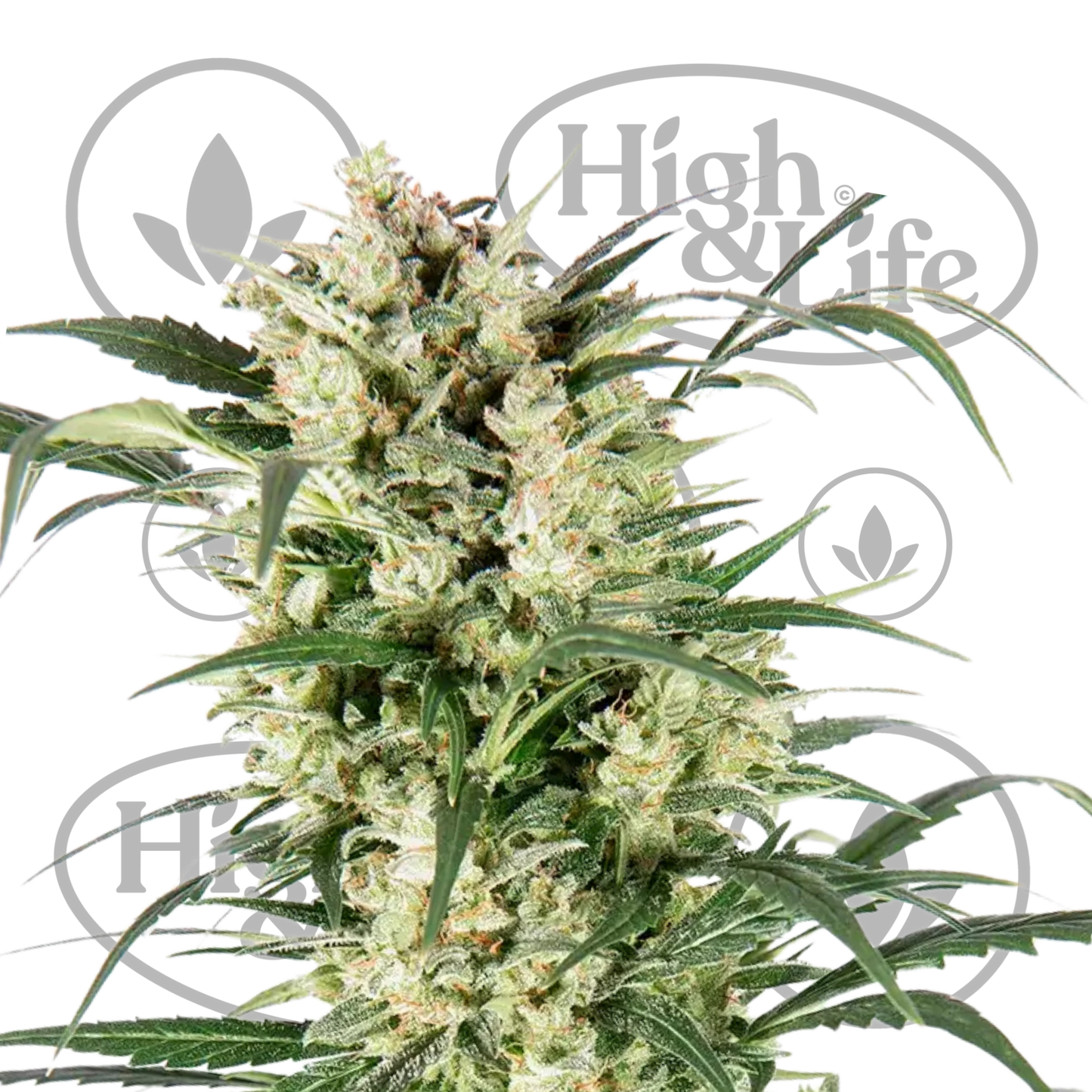 Osta G13 Project Auto kannabiksen siemenet High & Life Storesta