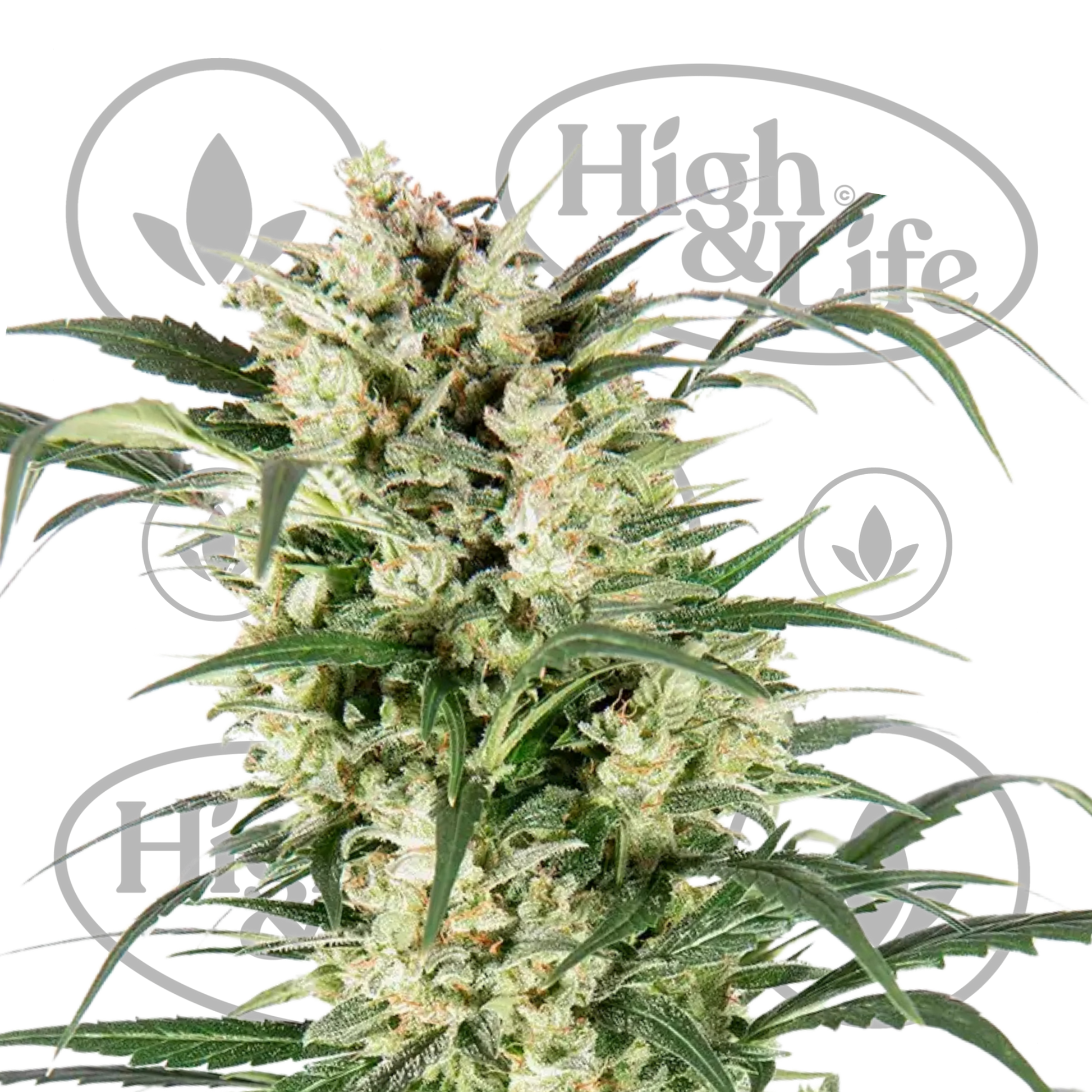 Osta G13 Project Auto kannabiksen siemenet High & Life Storesta