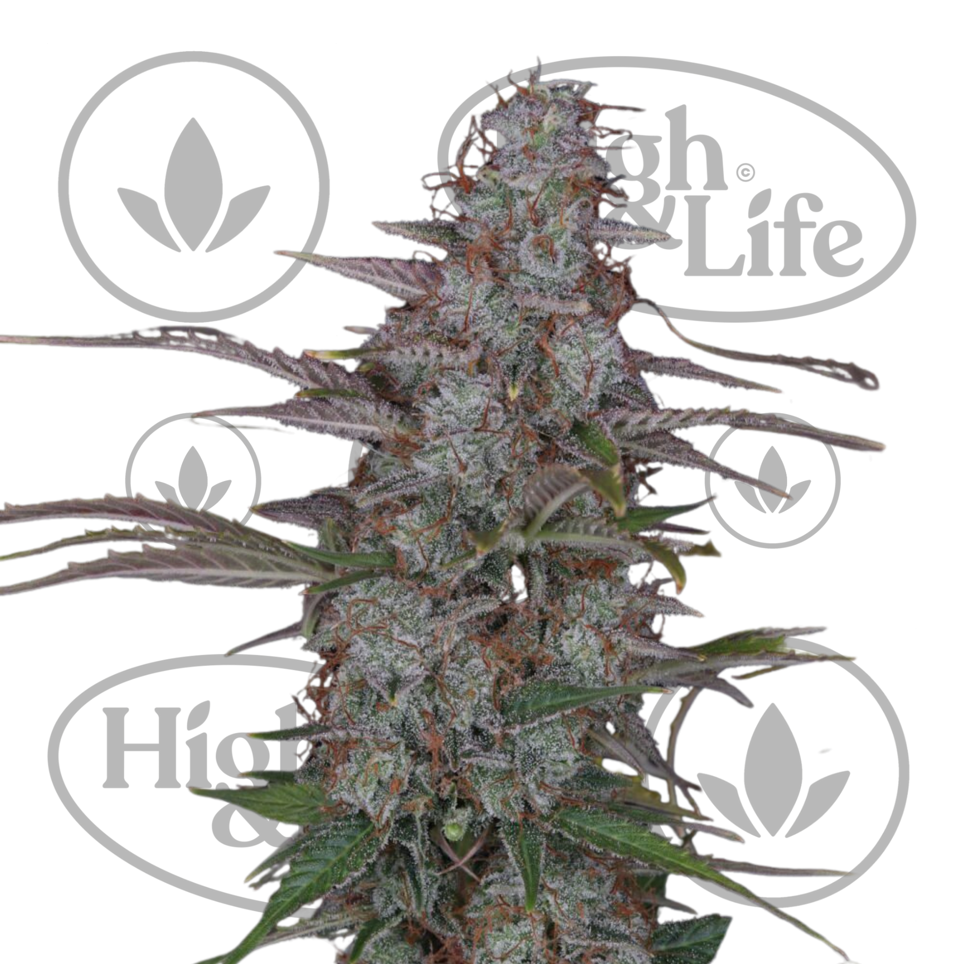 Osta Nitro XXL Auto kannabiksen siemenet High & Life Storesta