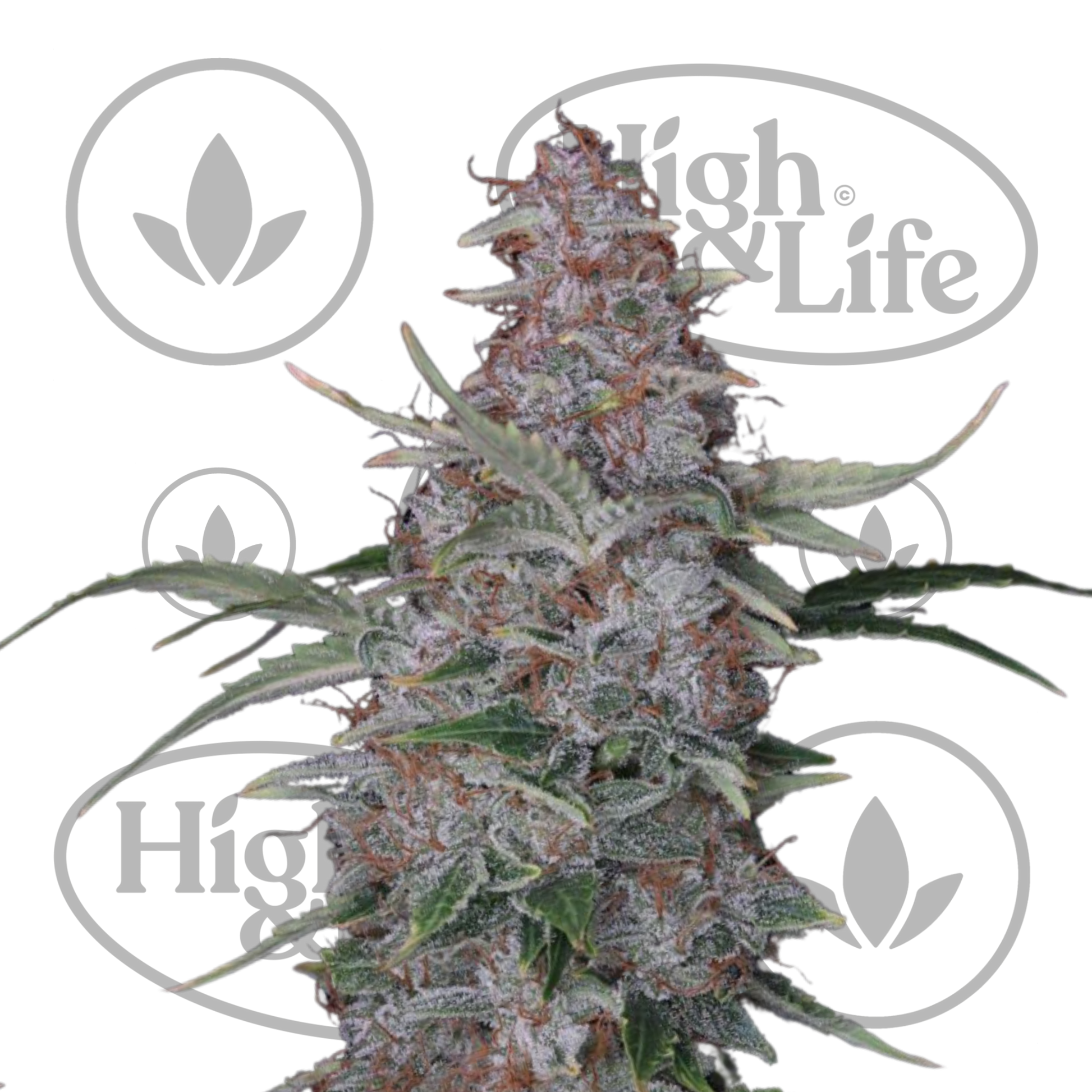 Osta Lemon Cookies Auto kannabiksen siemenet High & Life Storesta