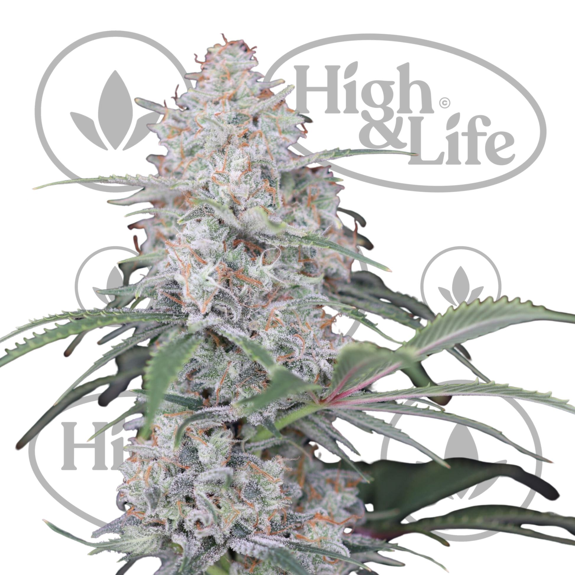 Osta Ragnar’s Hammer Auto kannabiksen siemenet High & Life Storesta