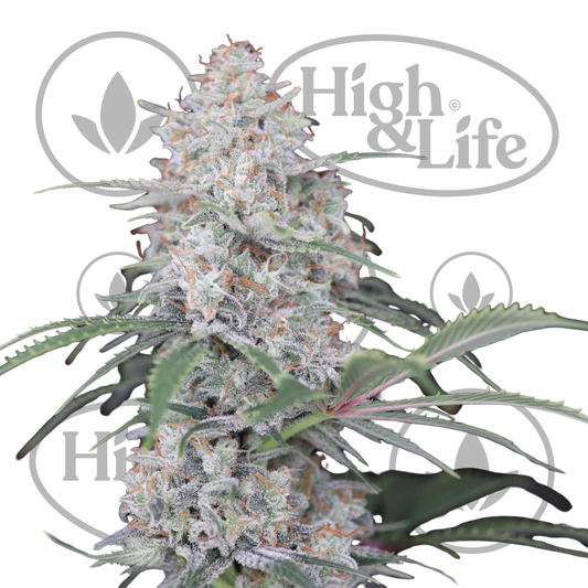 Osta Ragnar’s Hammer Auto kannabiksen siemenet High & Life Storesta