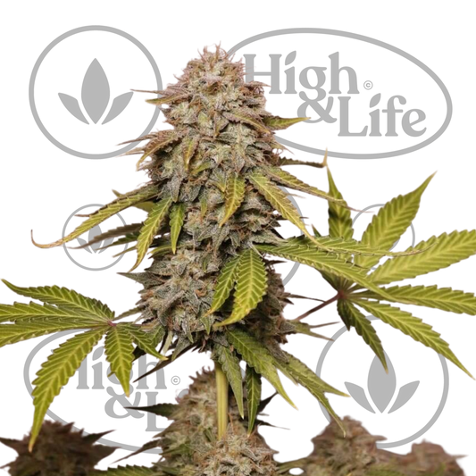 Osta Black Widow Auto kannabiksen siemenet High & Life Storesta