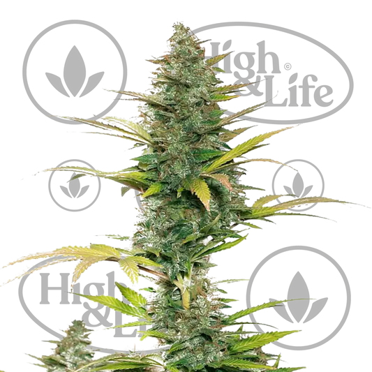 Osta Brutalis Auto kannabiksen siemenet High & Life Storesta