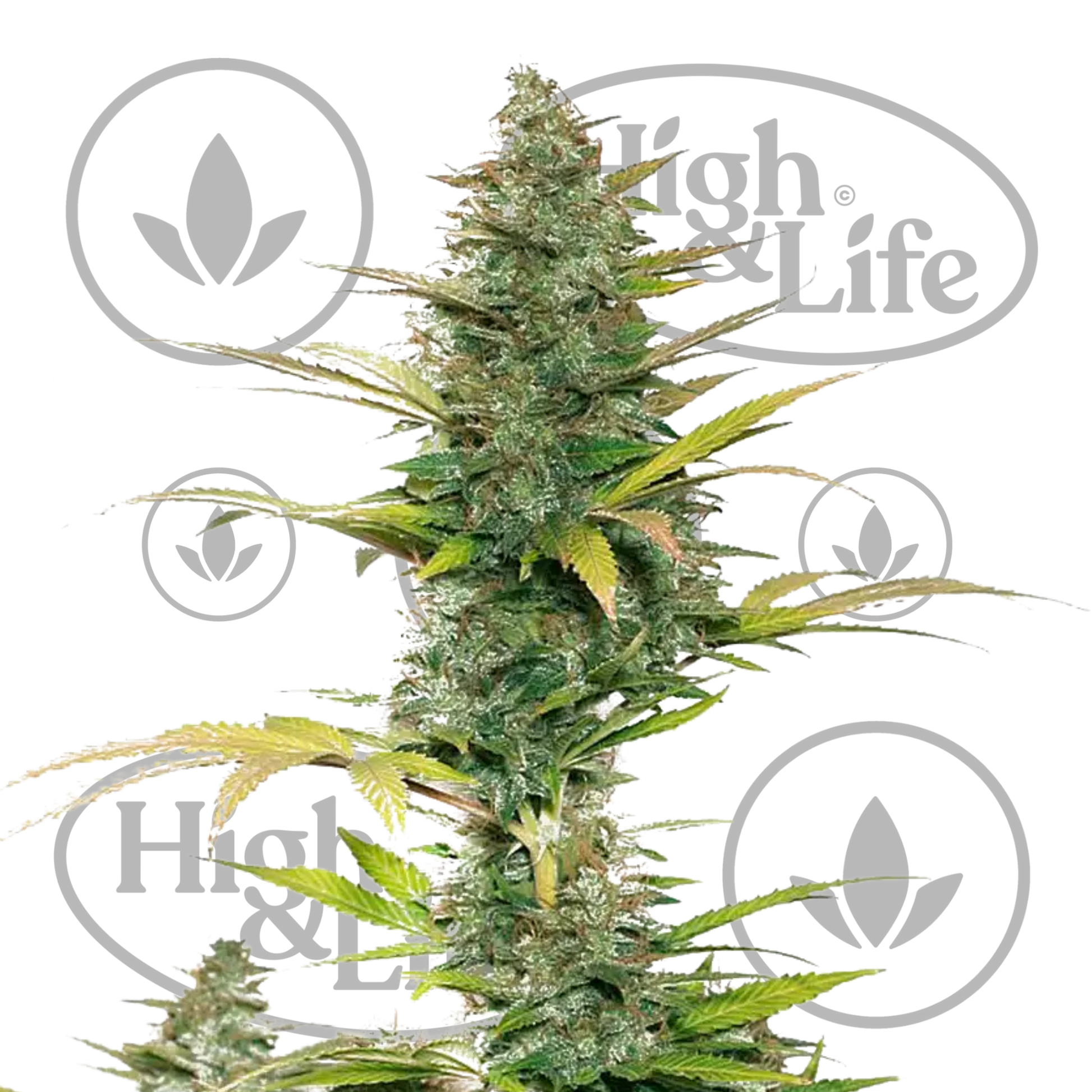 Osta Brutalis Auto kannabiksen siemenet High & Life Storesta