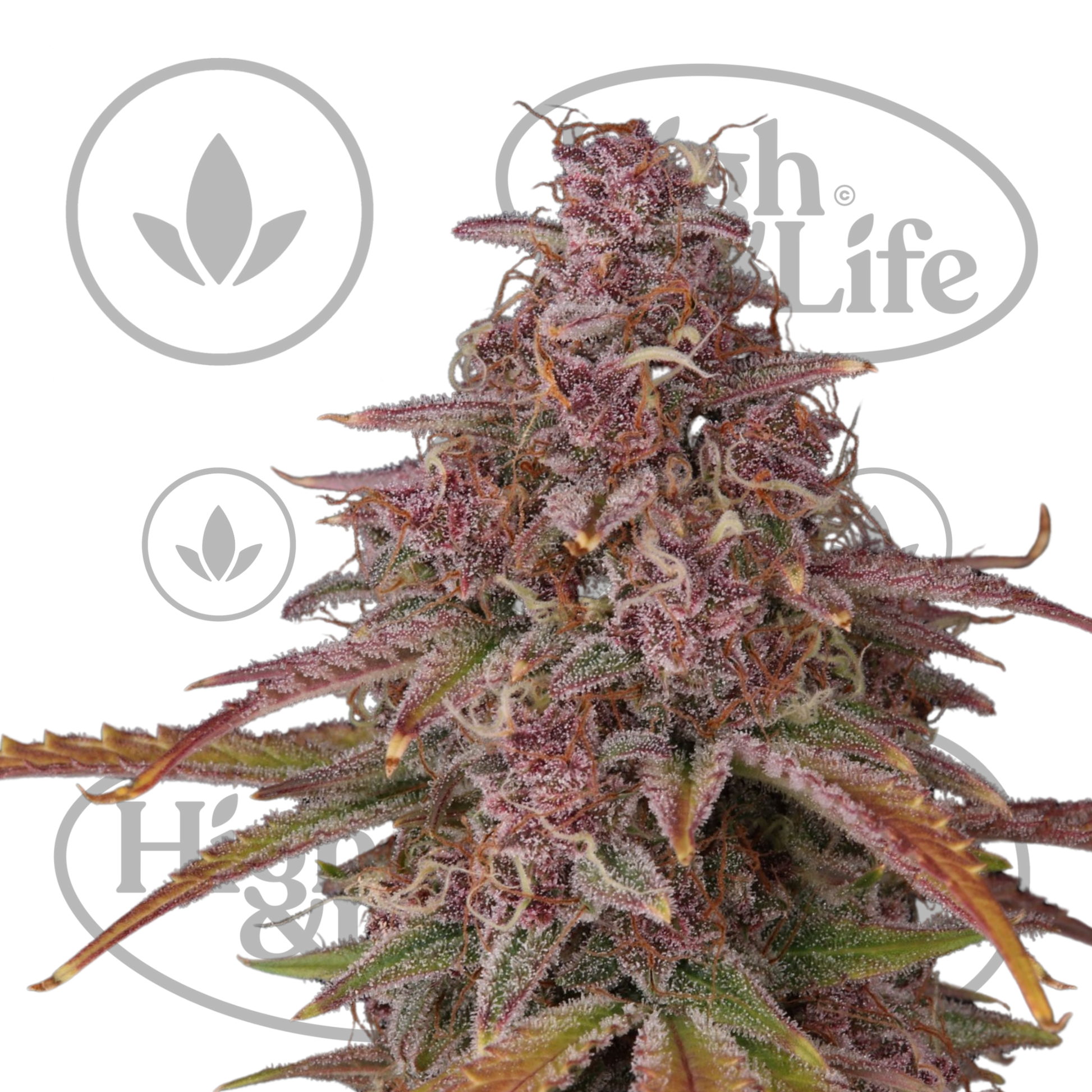 spliff seeds strawberry Strawberry Zkittlez Auto - (Copenhagen Seed Company) - cannabis seeds