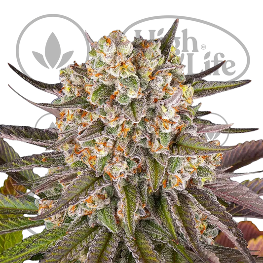 Osta Limoncello kannabiksen siemenet High & Life Storesta