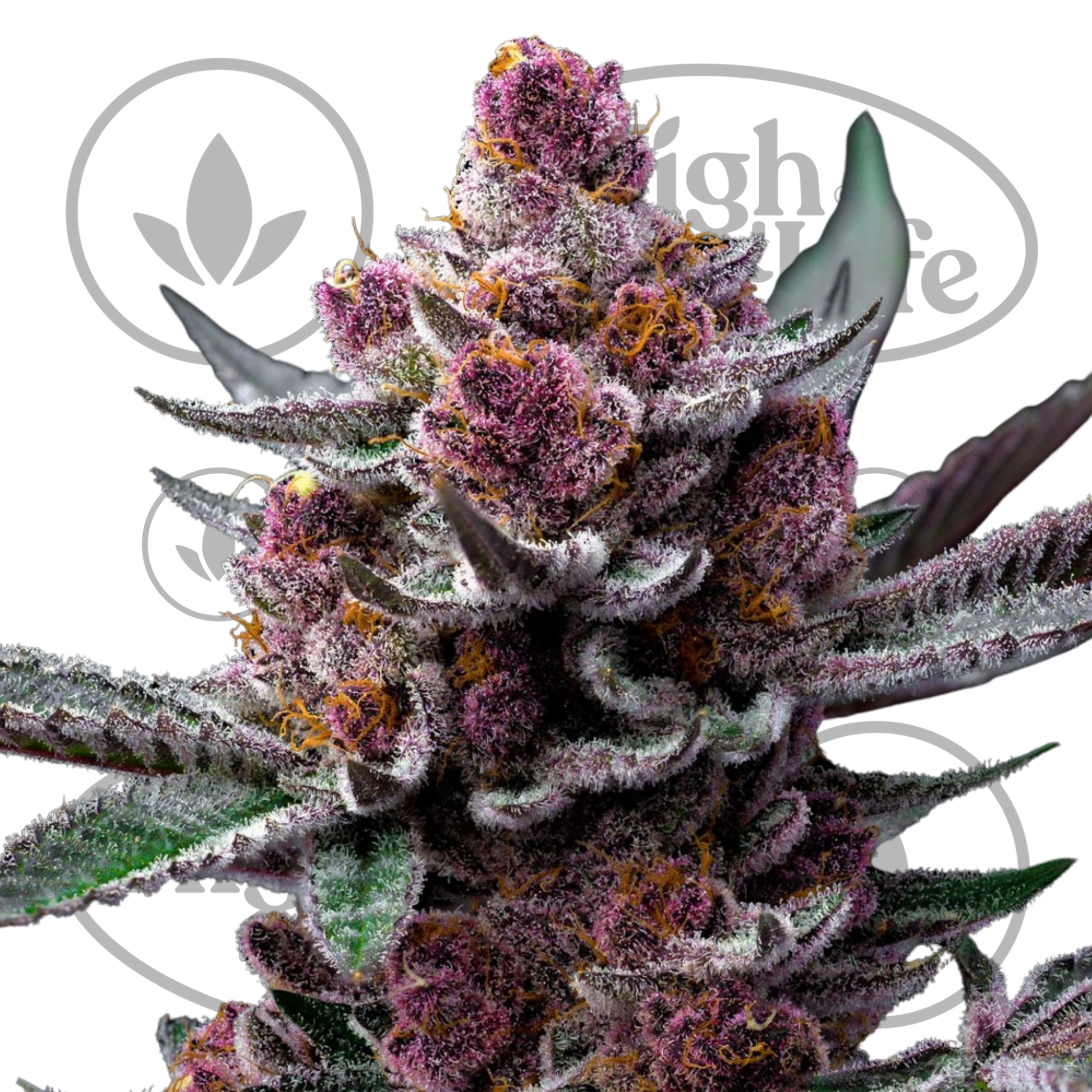 Osta Cherry Poppers kannabiksen siemenet High & Life Storesta