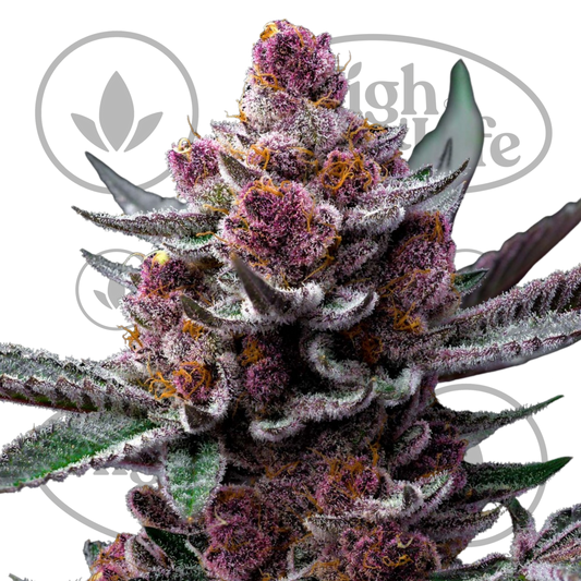 Osta Cherry Poppers kannabiksen siemenet High & Life Storesta