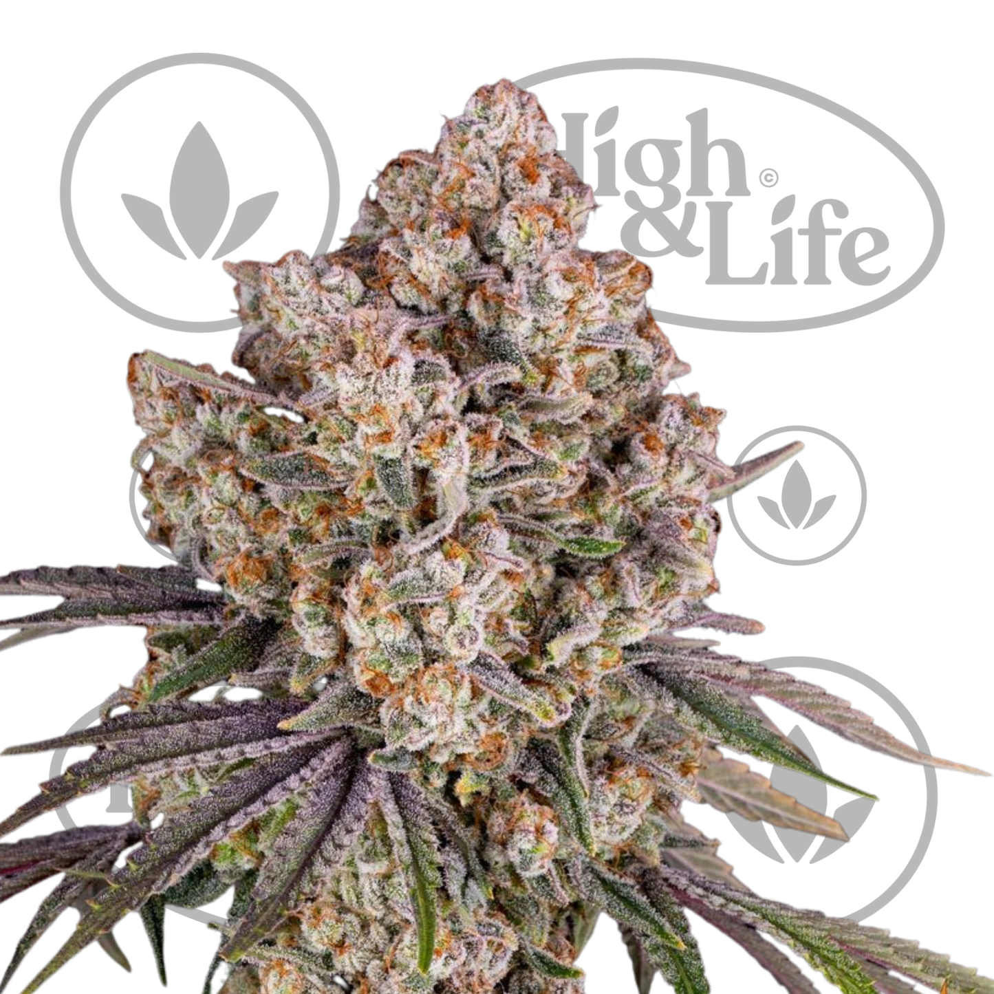 Osta Ice Cream Cake kannabiksen siemenet High & Life Storesta