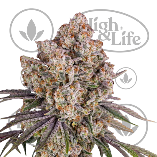 Osta Ice Cream Cake kannabiksen siemenet High & Life Storesta