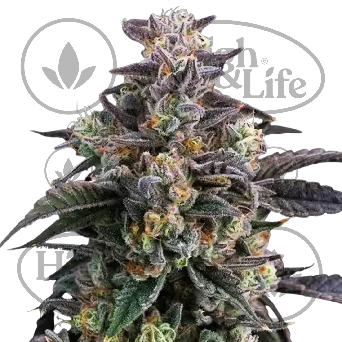 Osta Super Boof kannabiksen siemenet High & Life Storesta