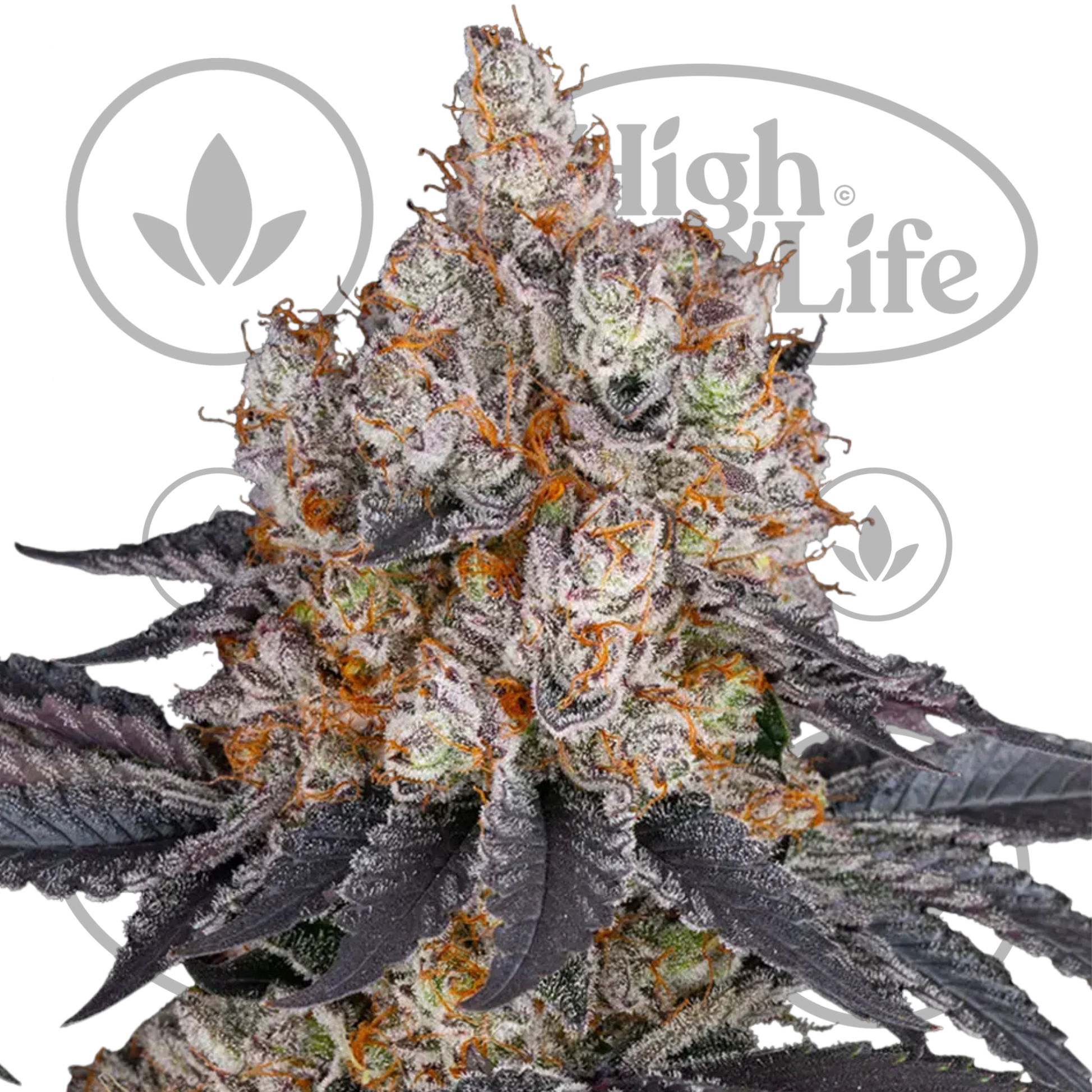 Osta Gelato kannabiksen siemenet High & Life Storesta