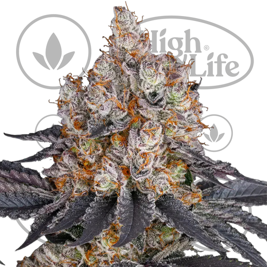 Osta Gelato kannabiksen siemenet High & Life Storesta