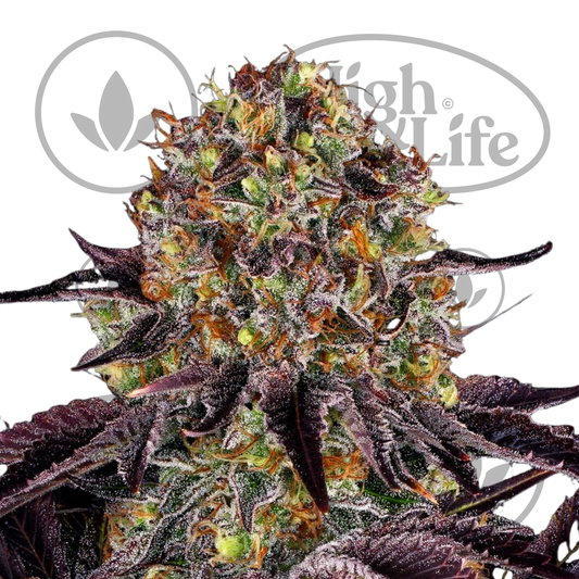 Osta Runtz x Layer Cake kannabiksen siemenet High & Life Storesta