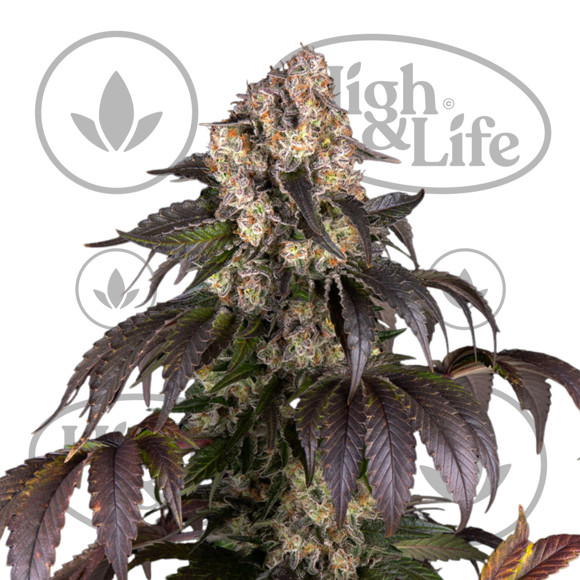 Osta Girl Scout Cookies kannabiksen siemenet High & Life Storesta