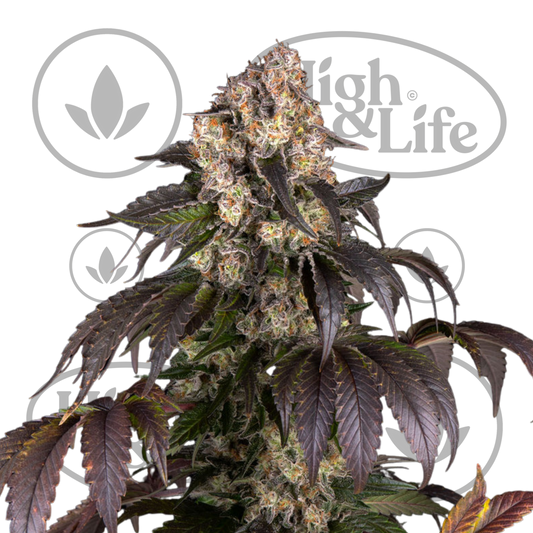 Osta Girl Scout Cookies kannabiksen siemenet High & Life Storesta