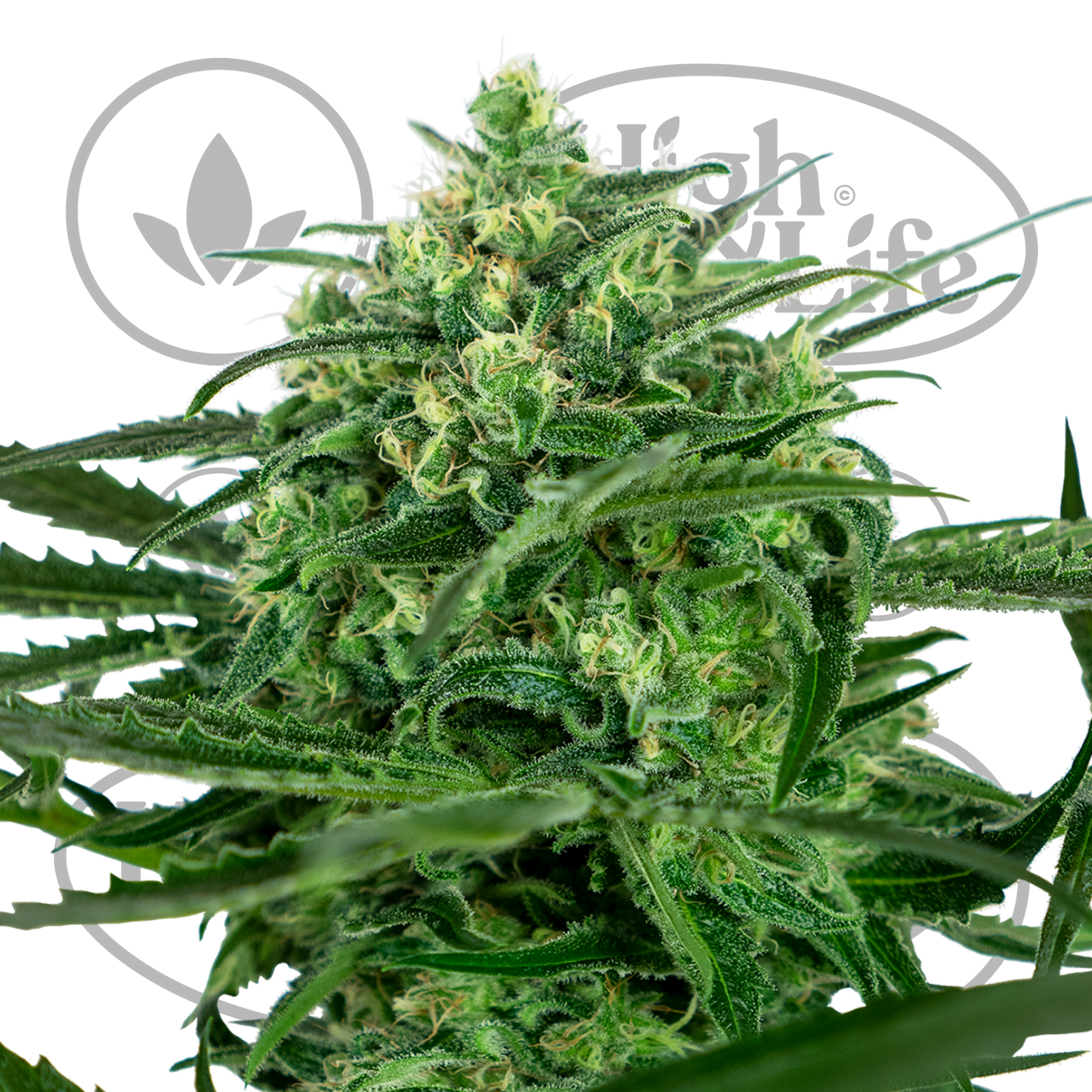 Osta Sensi Amnesia kannabiksen siemenet High & Life Storesta