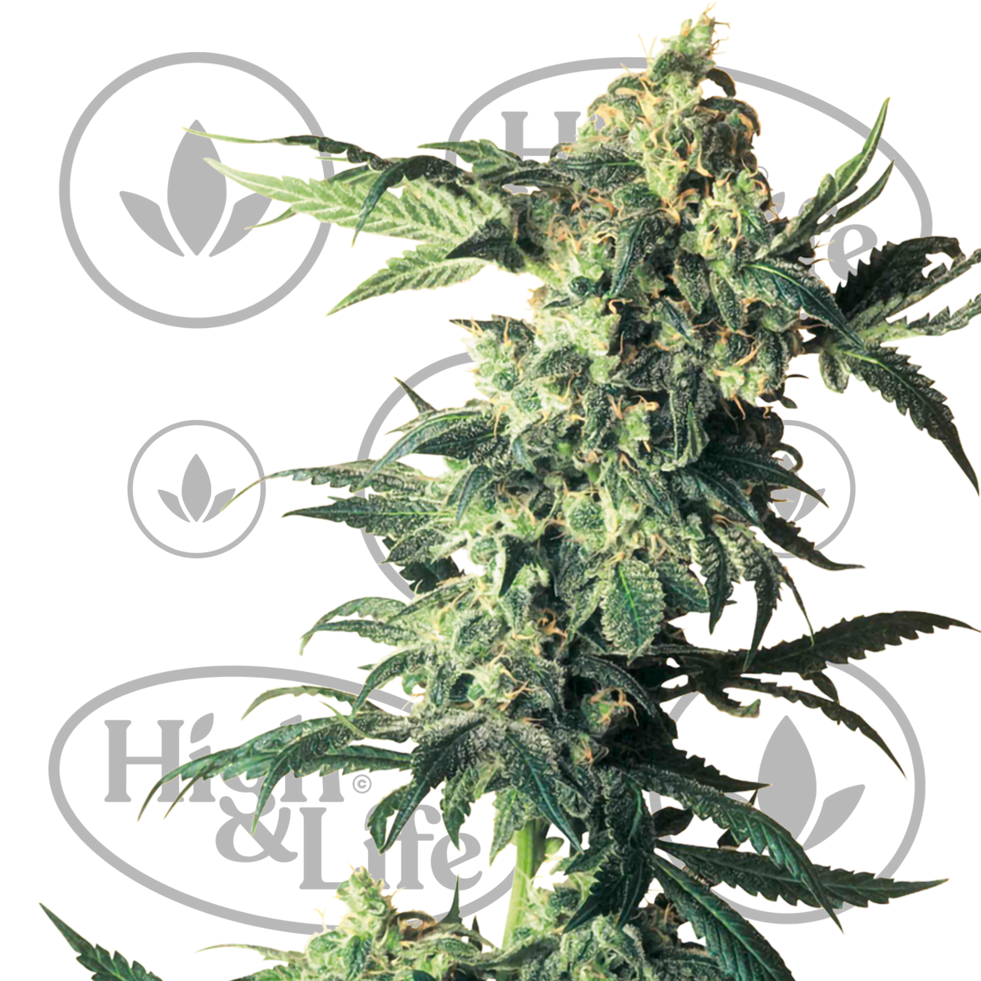 Osta Sensi Seeds Northern Lights kannabiksen siemenet High & Life Storesta