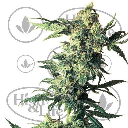 Osta Sensi Seeds Northern Lights kannabiksen siemenet High & Life Storesta