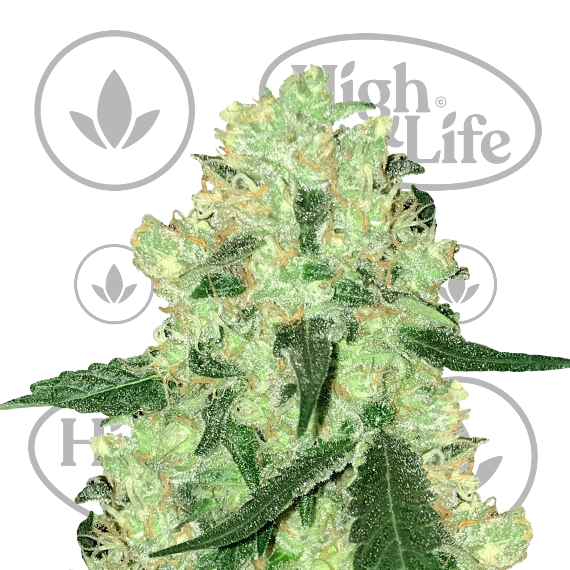 Osta Skunk #1 (White Label) kannabiksen siemenet High & Life Storesta