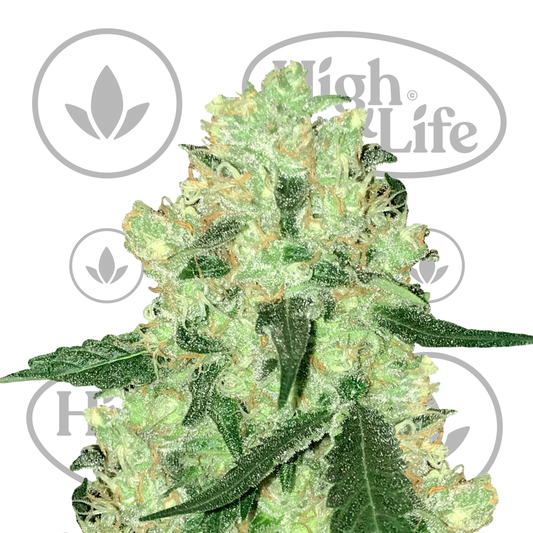 Osta Skunk #1 (White Label) kannabiksen siemenet High & Life Storesta