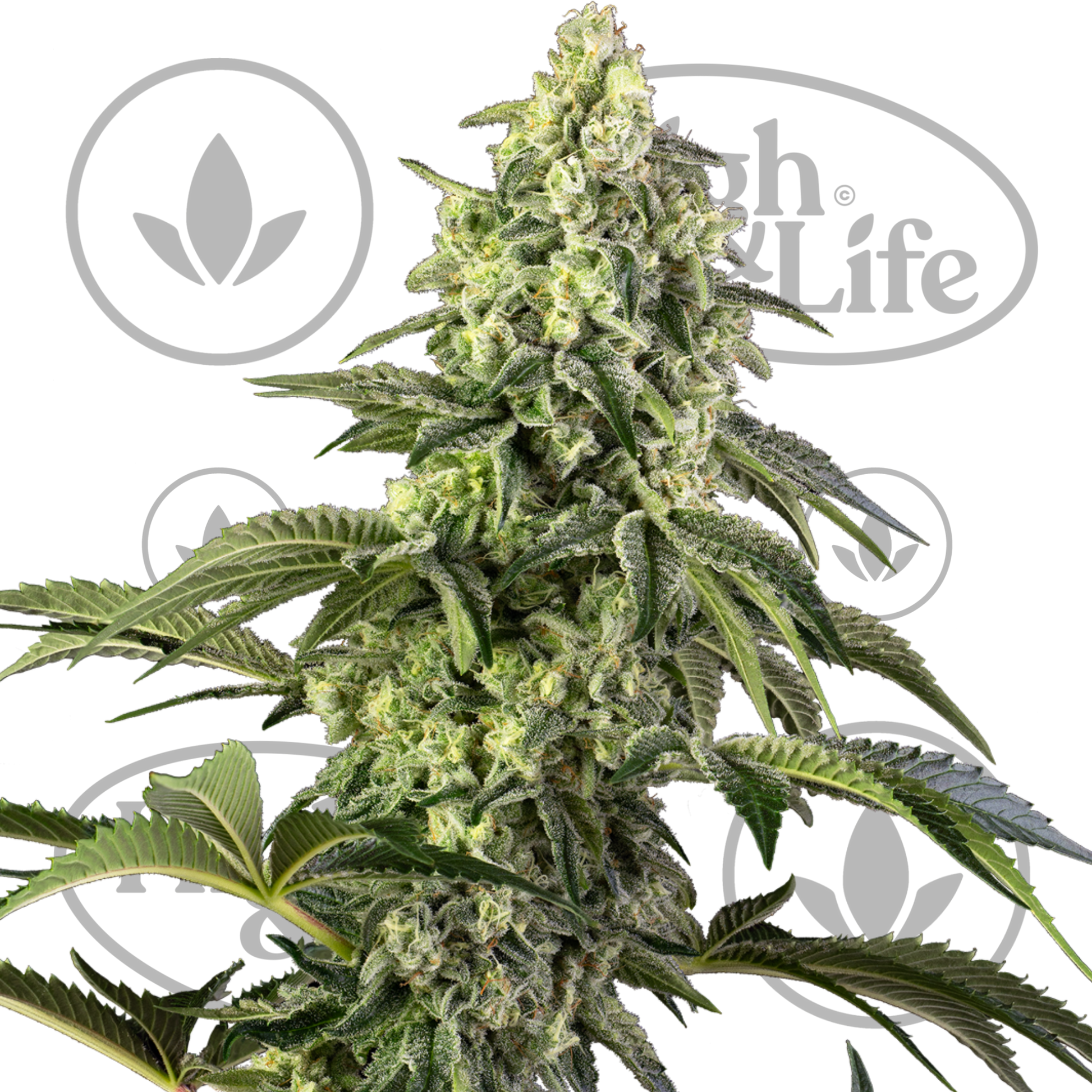 Osta Cosmic Kiss kannabiksen siemenet High & Life Storesta