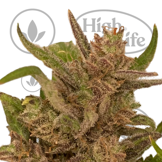 Osta Apple Crack Auto kannabiksen siemenet High & Life Storesta