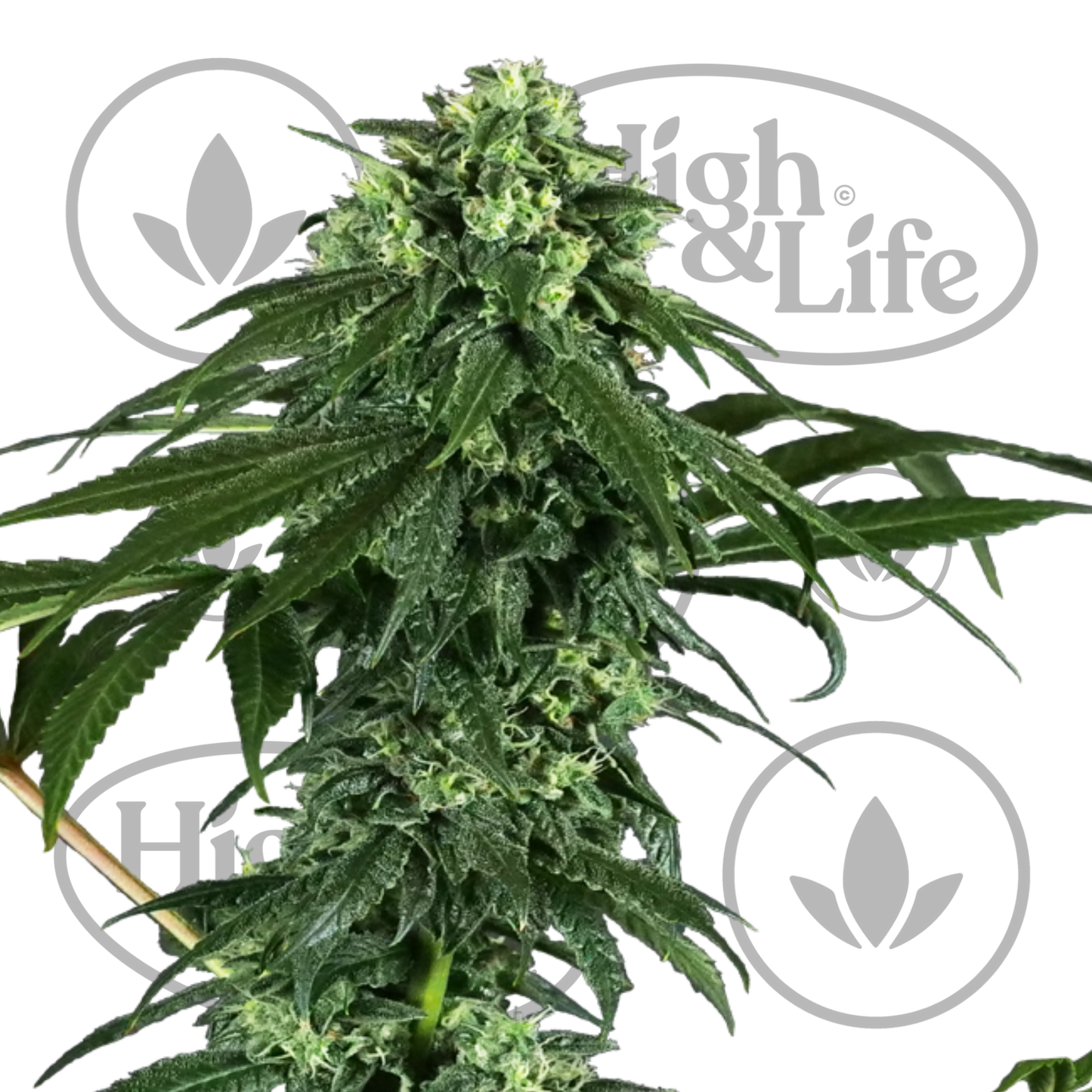 Osta 420 Punch kannabiksen siemenet High & Life Storesta