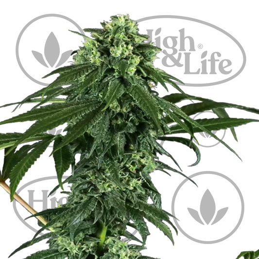 Osta 420 Punch kannabiksen siemenet High & Life Storesta