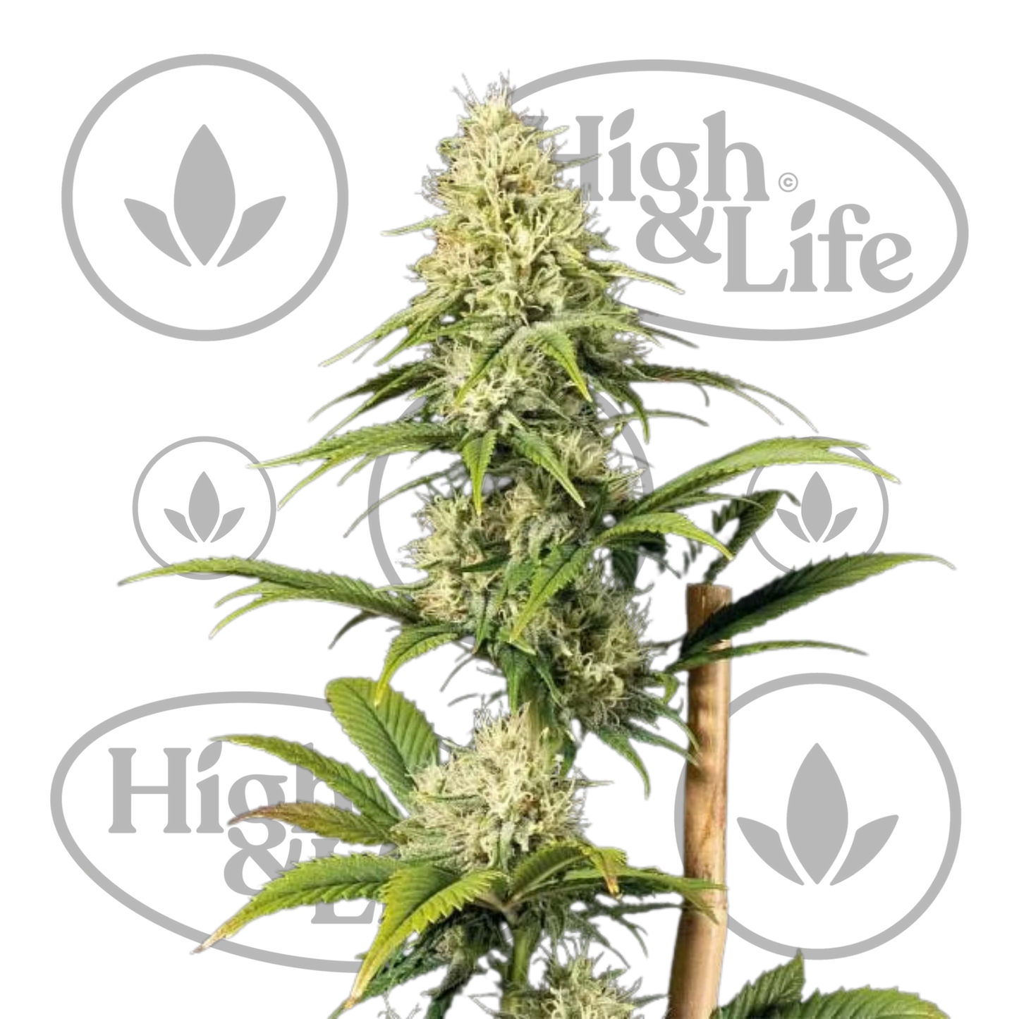 Osta Doctor Seedsman CBD 30:1 kannabiksen siemenet High & Life Storesta
