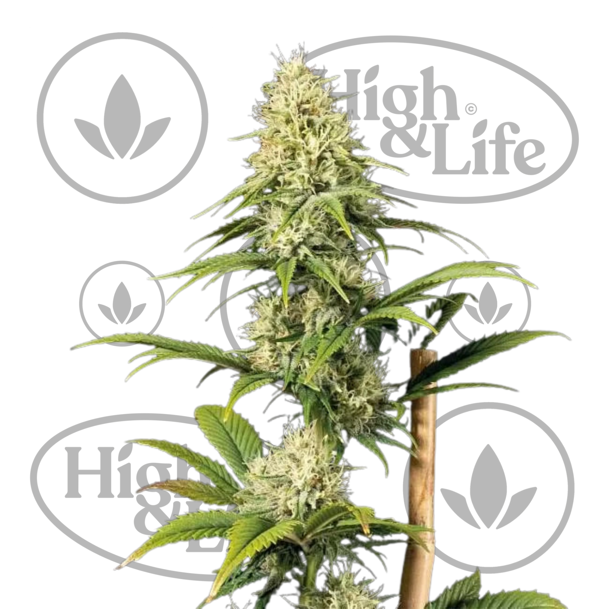 Osta Doctor Seedsman CBD 30:1 kannabiksen siemenet High & Life Storesta