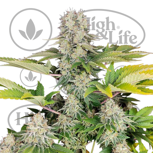 Osta White Widow FAST kannabiksen siemenet High & Life Storesta