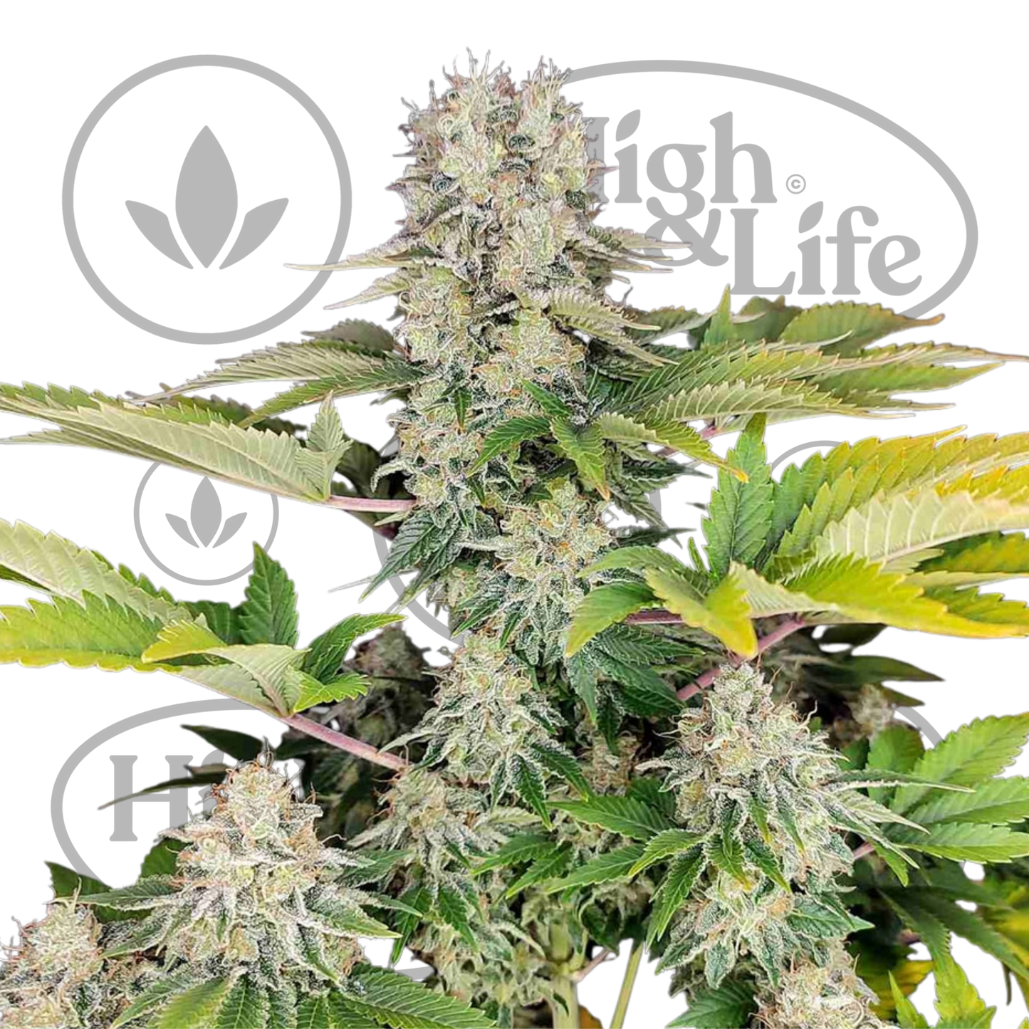 Osta White Widow FAST kannabiksen siemenet High & Life Storesta