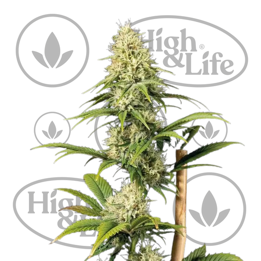 Osta Doctor Seedsman CBD 30:1 kannabiksen siemenet High & Life Storesta