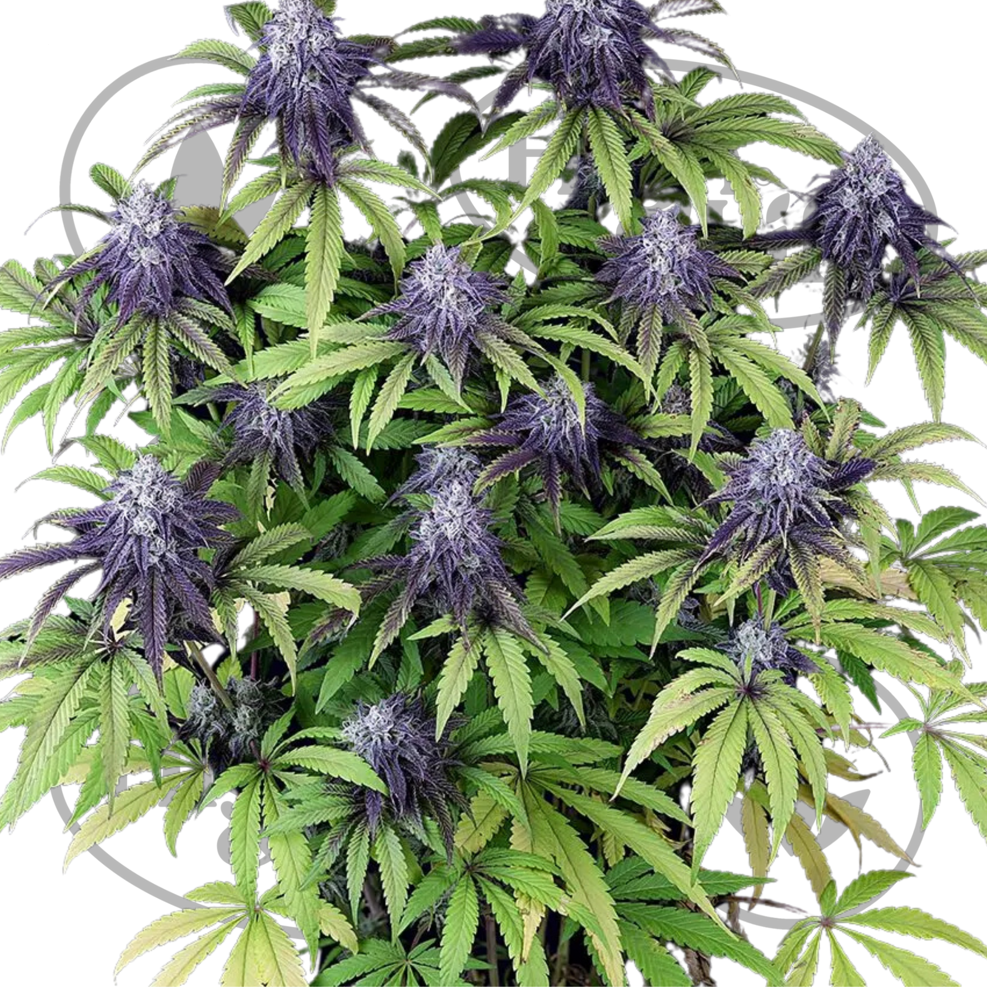 Osta Peyote WiFi CBD 2:1 kannabiksen siemenet High & Life Storesta