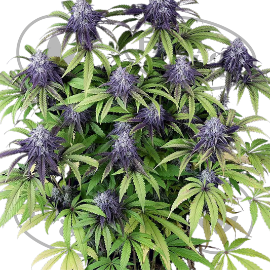 Osta Peyote WiFi CBD 2:1 kannabiksen siemenet High & Life Storesta