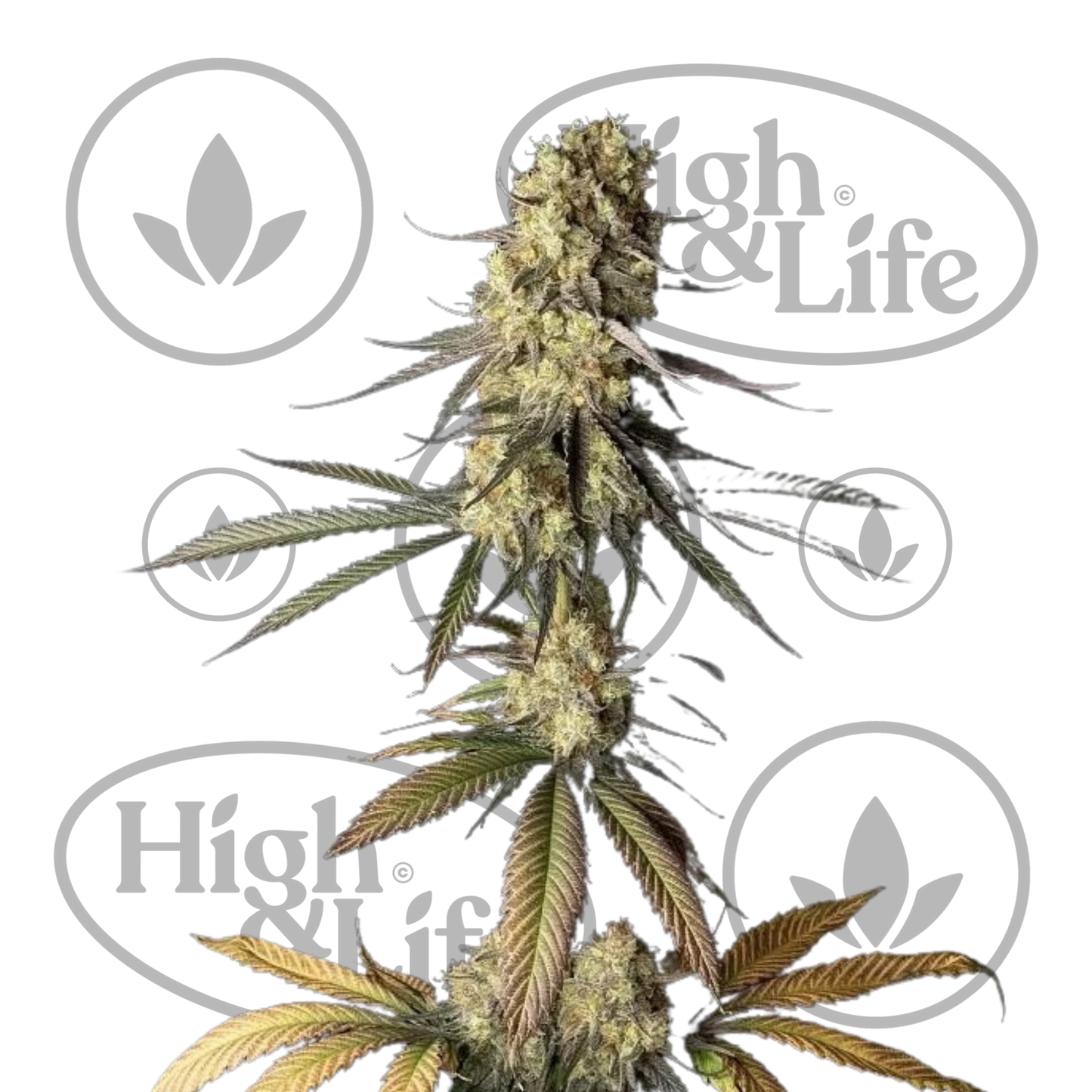 Osta Cream & Cheese CBD 1:1 kannabiksen siemenet High & Life Storesta