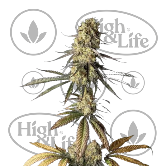 Osta Cream & Cheese CBD 1:1 kannabiksen siemenet High & Life Storesta