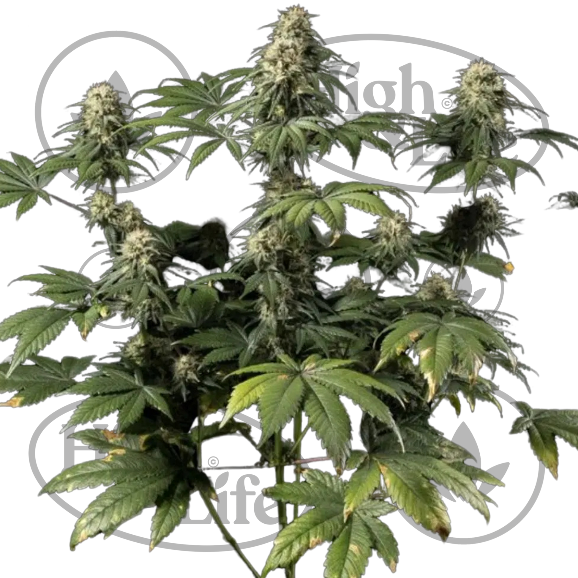 Osta Jack Herer kannabiksen siemenet High & Life Storesta