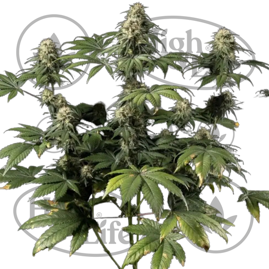 Osta Jack Herer kannabiksen siemenet High & Life Storesta