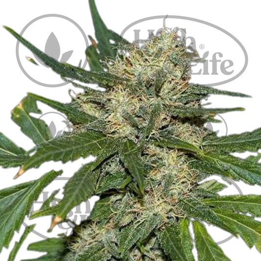 Osta Northern Lights (Auto) (5 kpl) kannabiksen siemenet High & Life Storesta