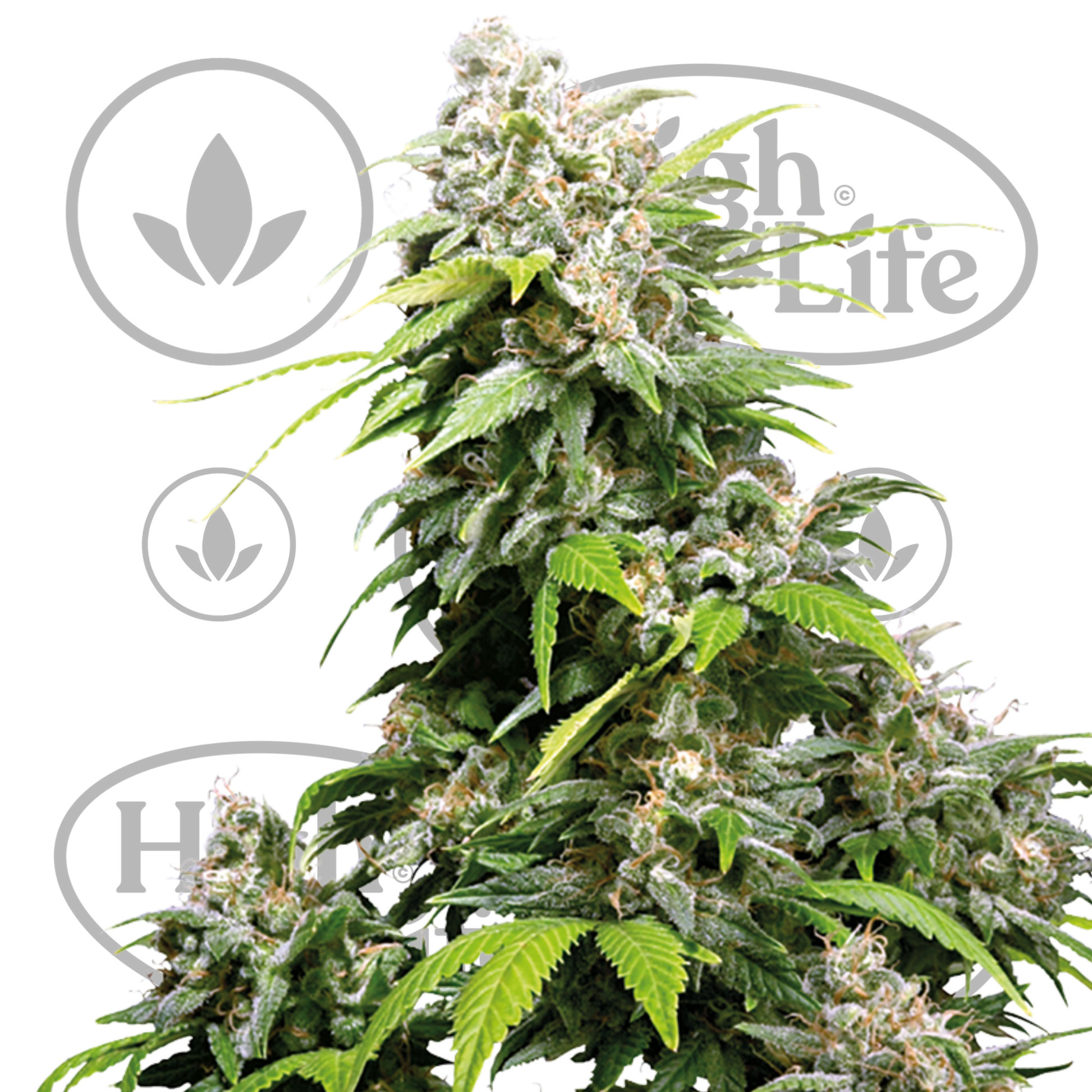 indica flower seeds California Indica - (Sensi Seeds) - cannabis seeds