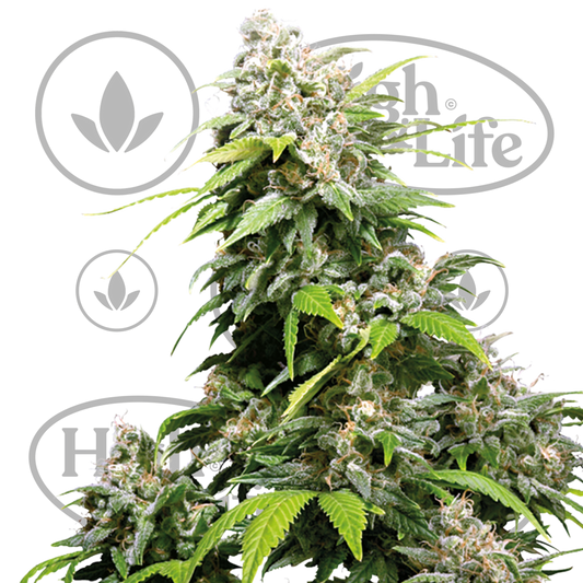 Osta California Indica kannabiksen siemenet High & Life Storesta