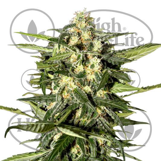 Osta Jack Herer (Auto) kannabiksen siemenet High & Life Storesta