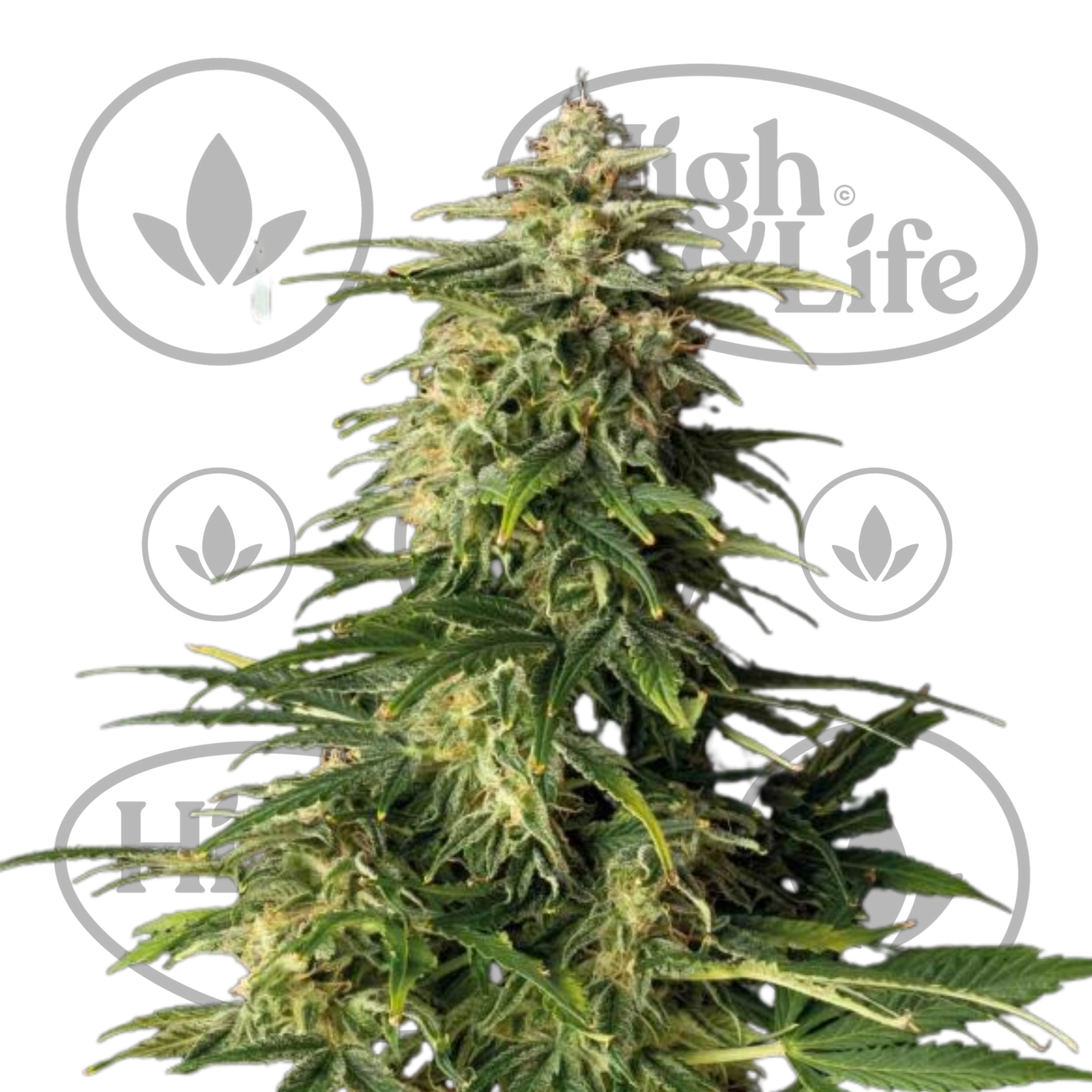 Osta Alaskan Purple (Auto) kannabiksen siemenet High & Life Storesta